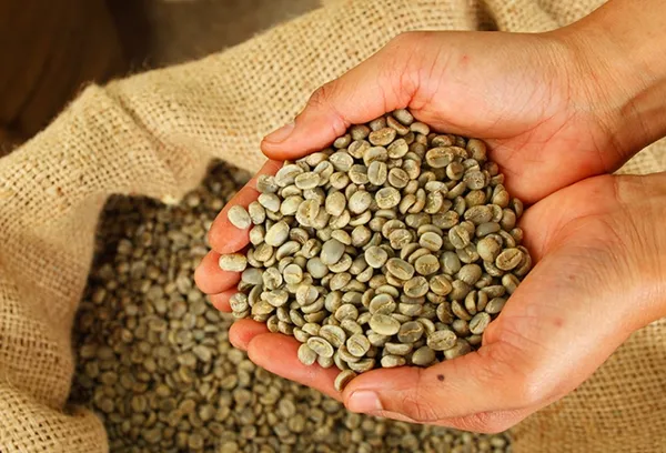 Tác dụng phụ có thể xảy ra của cà phê xanh
